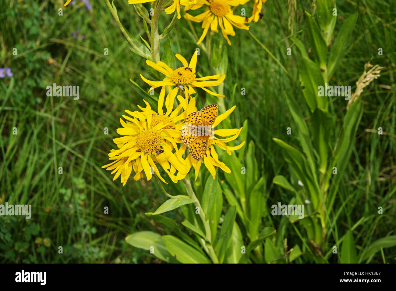 Fritillary Schmetterling und fliegt auf gelben Blüten mit grünem Hintergrund Stockfoto
