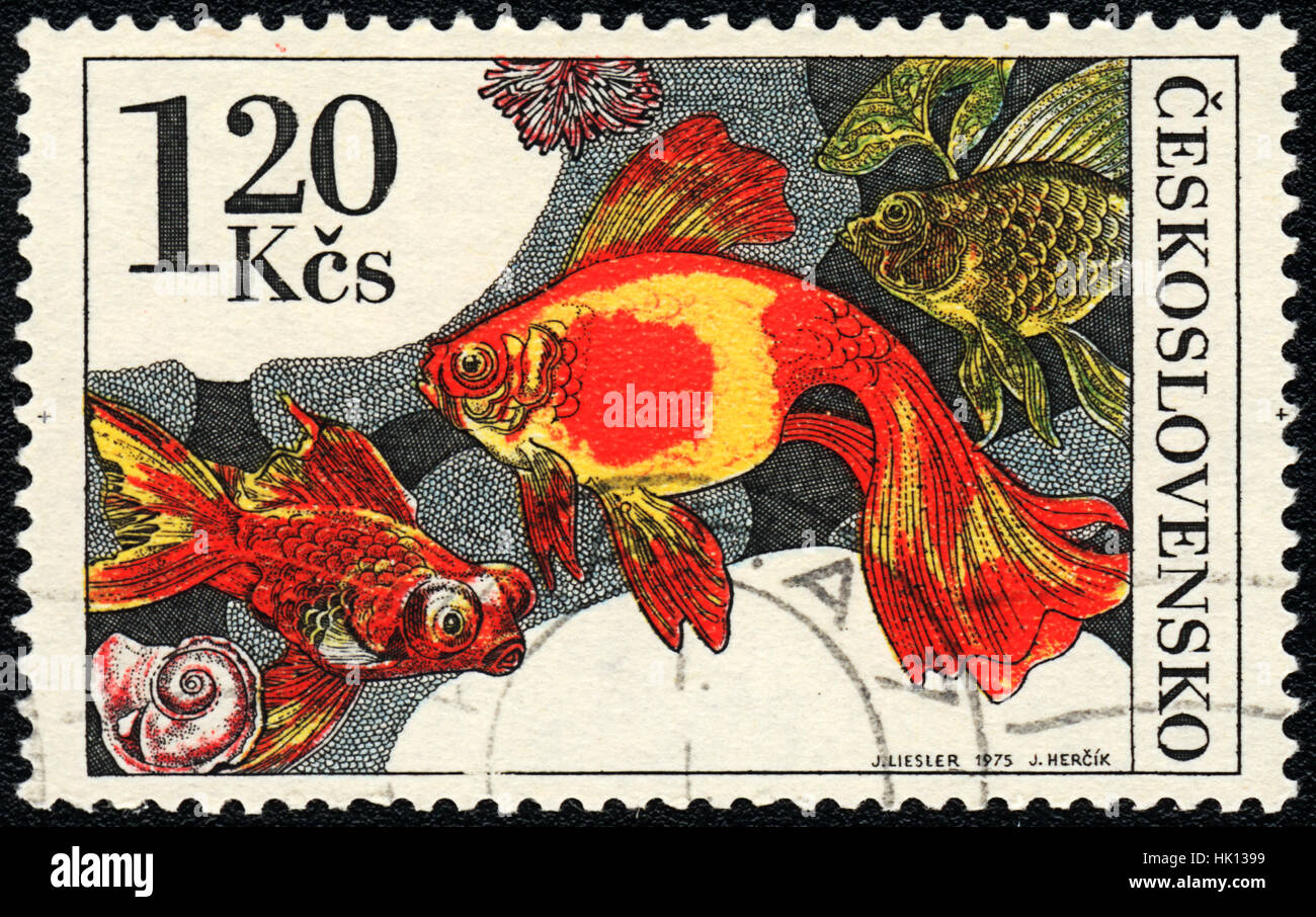 Tschechoslowakei - ca. 1975: A Briefmarke gedruckt in der Tschechoslowakei zeigt einen Fisch Goldfische, ca. 1975 Stockfoto