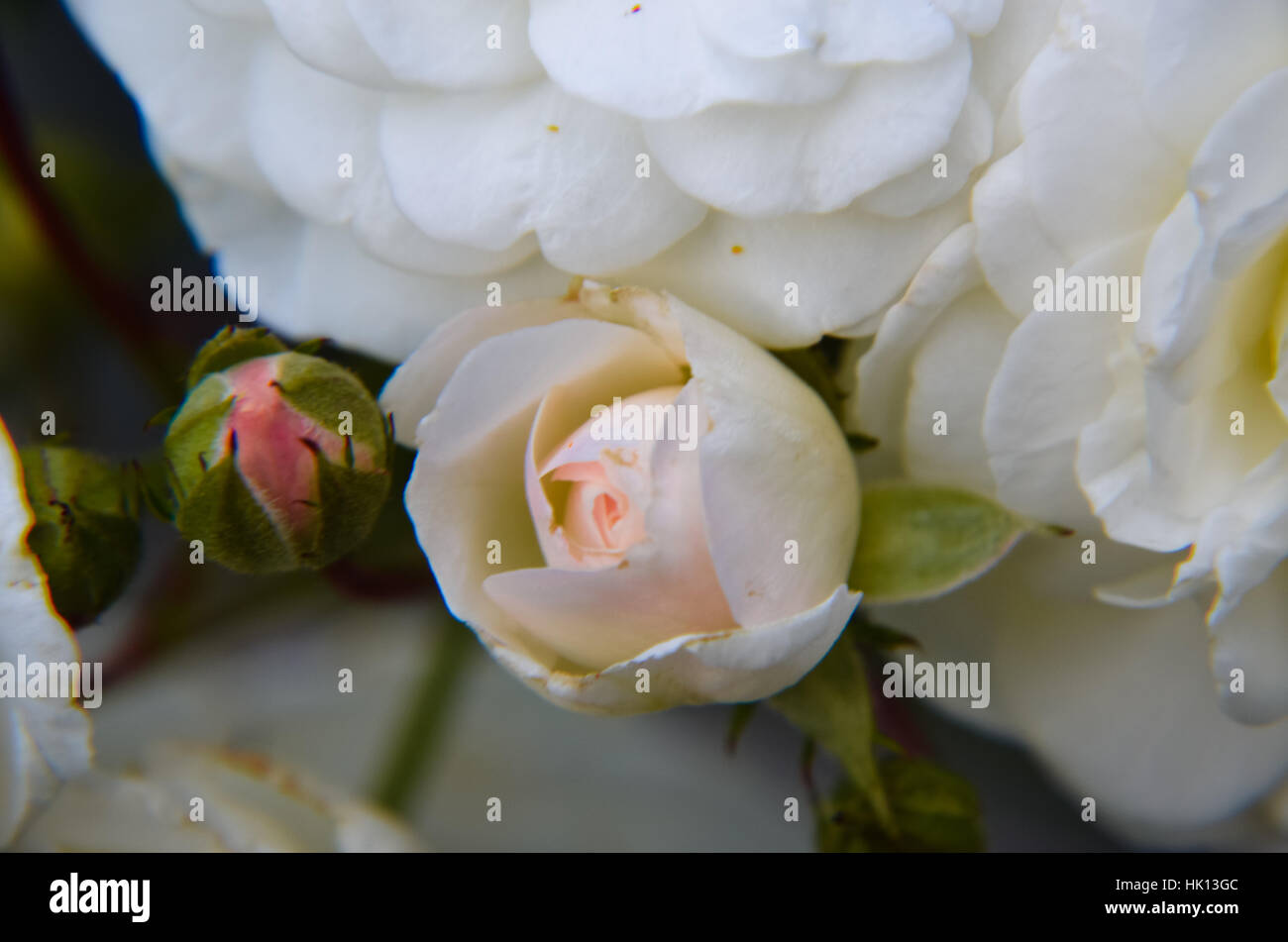 Weiße rose Knospe auf schwarzem Hintergrund Stockfoto