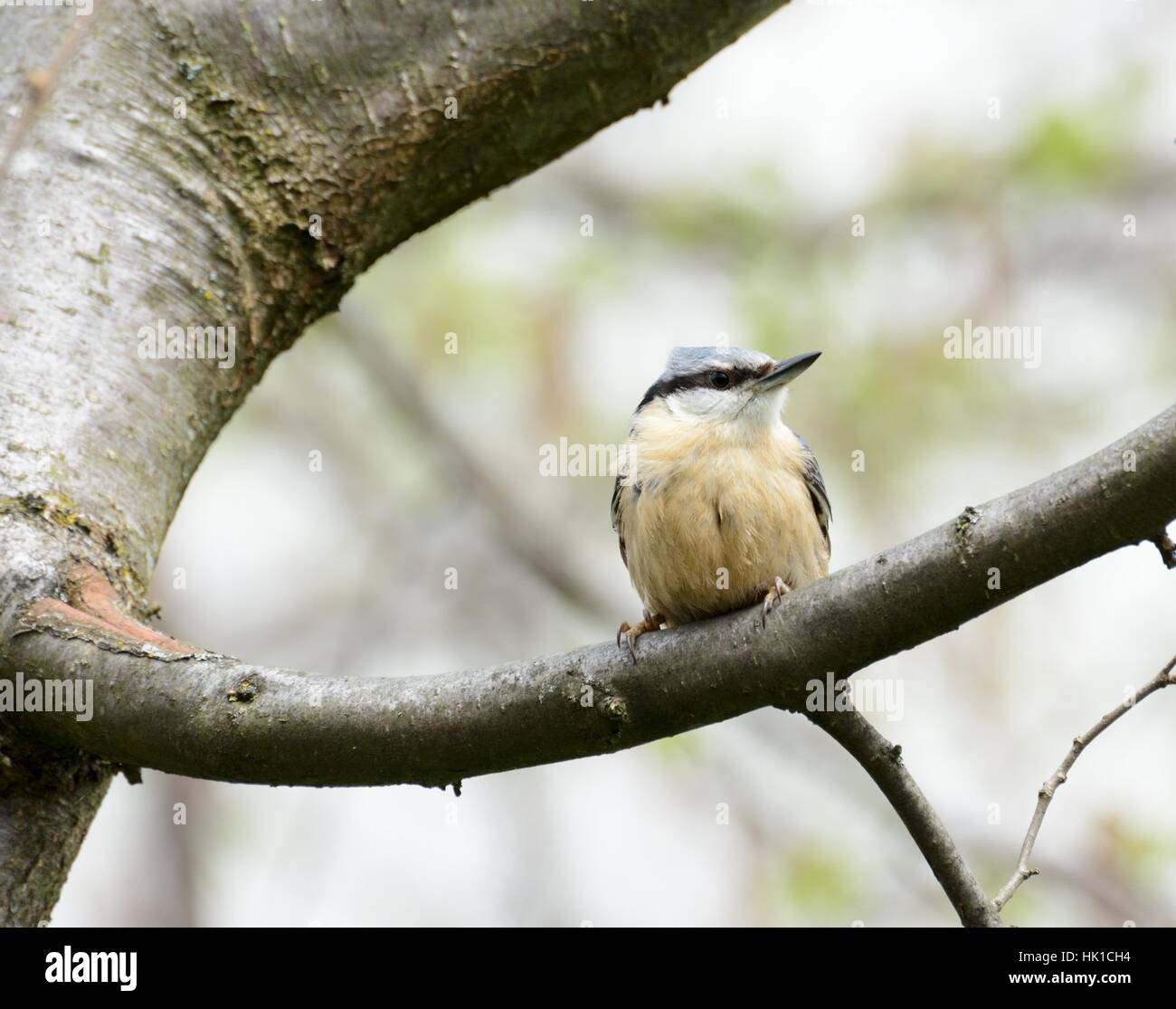 Baum, Tier, Vogel, Zweig, Schnabel, Tierwelt, Natur, passerine Vogel, eurasische Stockfoto
