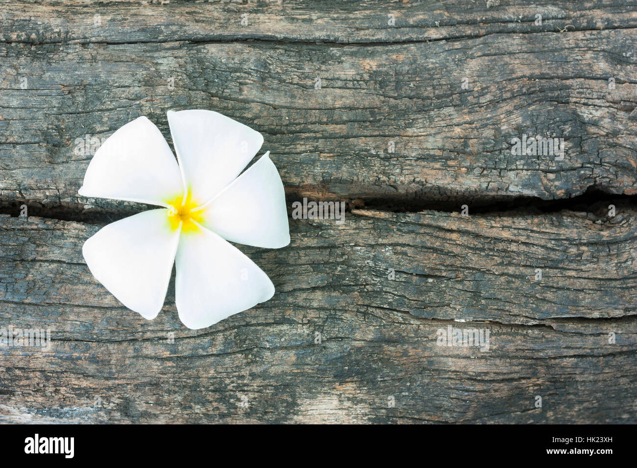 Schöne Plumeria auf rissige strukturierte Holz Stockfoto