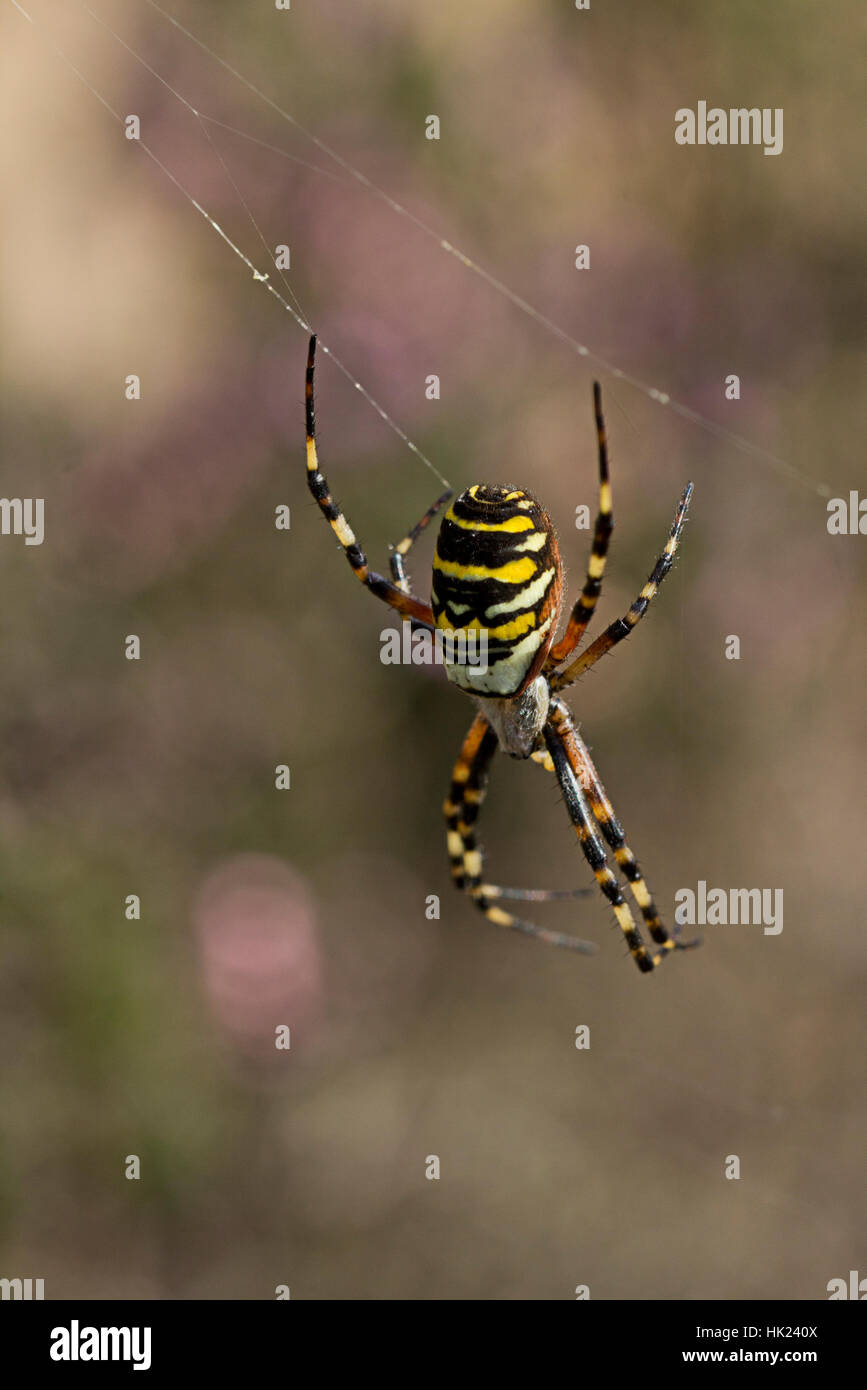 Weibliche Wasp Spider (Argiope Bruennichi) auf einer Webseite unter Heather. Stockfoto