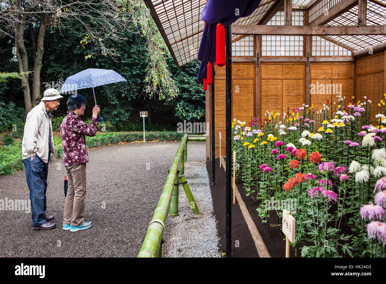 Chrysanthemum-Ausstellung in Shinjuku Gyoen Park, Tokio Stockfoto