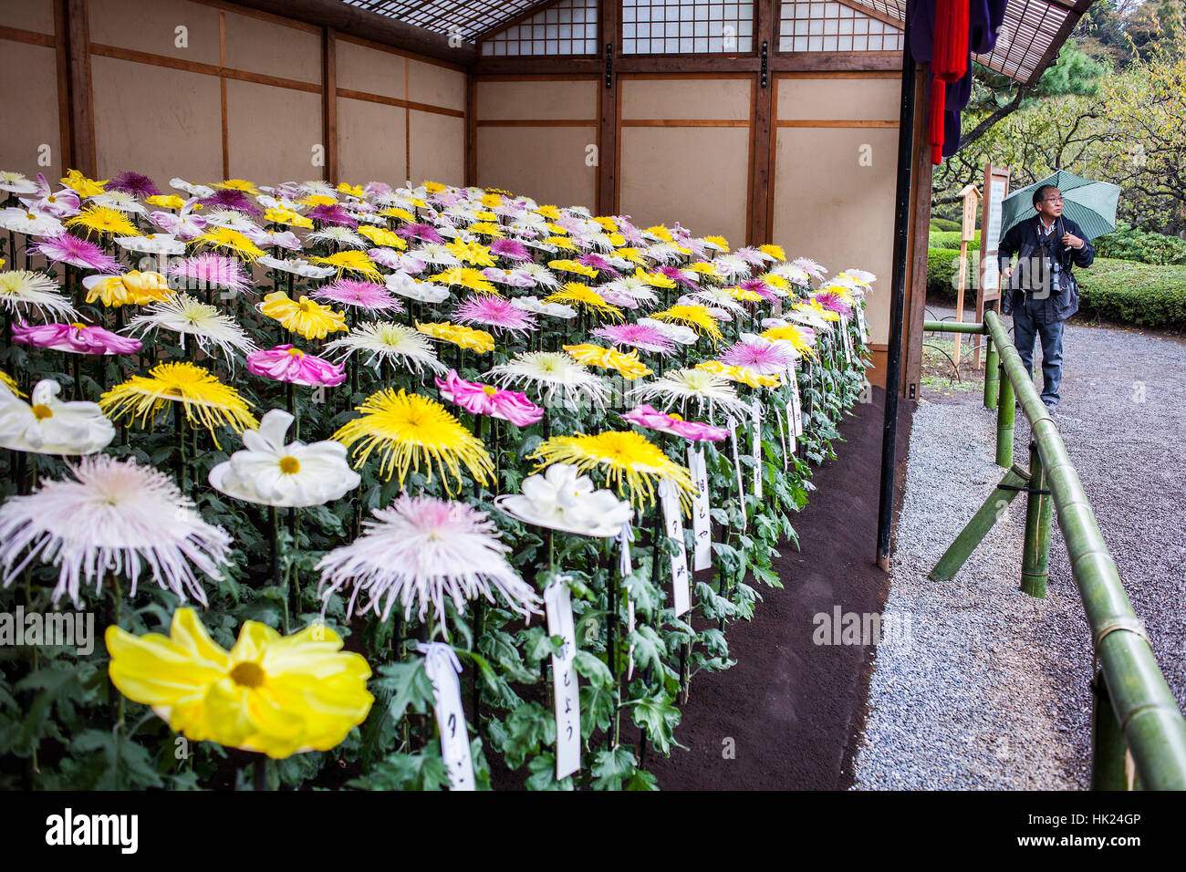 Chrysanthemum-Ausstellung in Shinjuku Gyoen Park, Tokio Stockfoto
