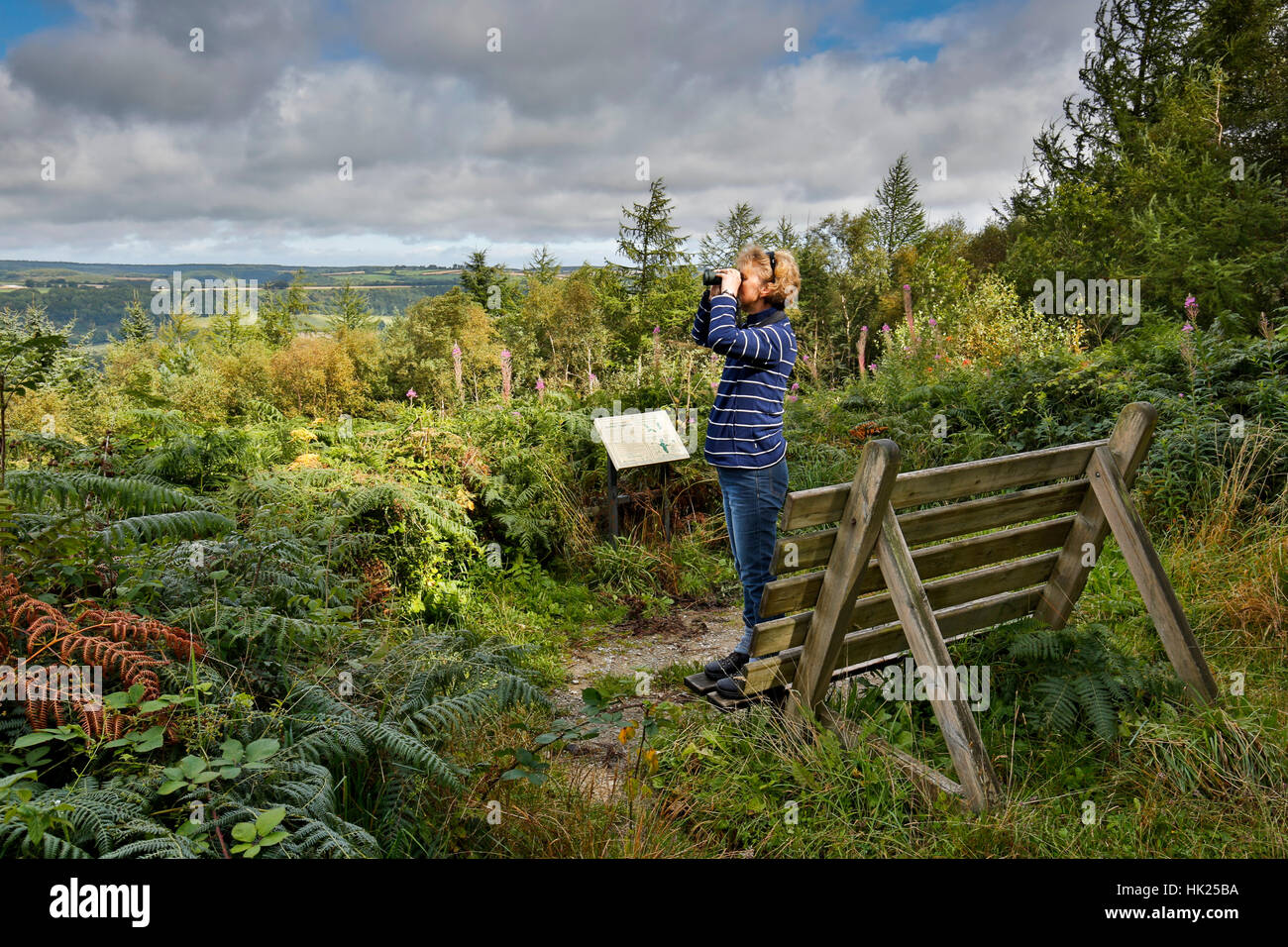 Wykeham Wald; Vögel beobachten; Yorkshire; UK Stockfoto