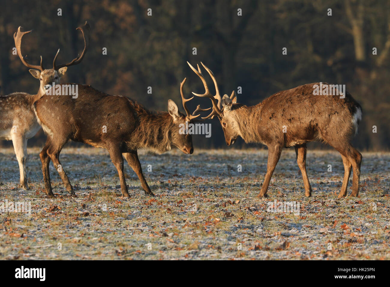 Bekämpfung der Mandschurei Sika Rotwild (Cervus Nippon Mantchuricus) an der ersten Ampel an einem frostigen Wintermorgen. Stockfoto