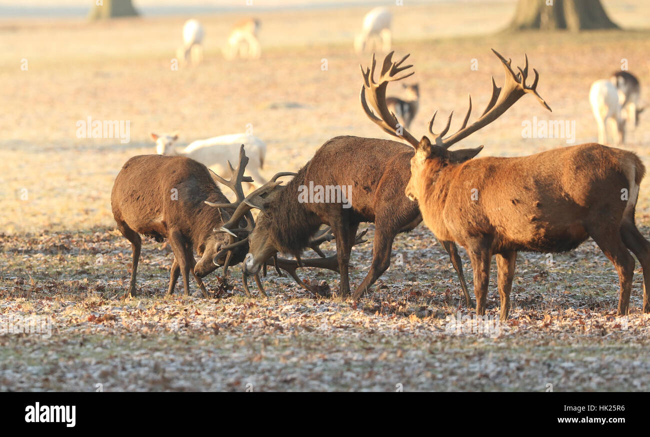 Bekämpfung der Rothirsch (Cervus Elaphus) an einem kalten frostigen Wintermorgen. Stockfoto