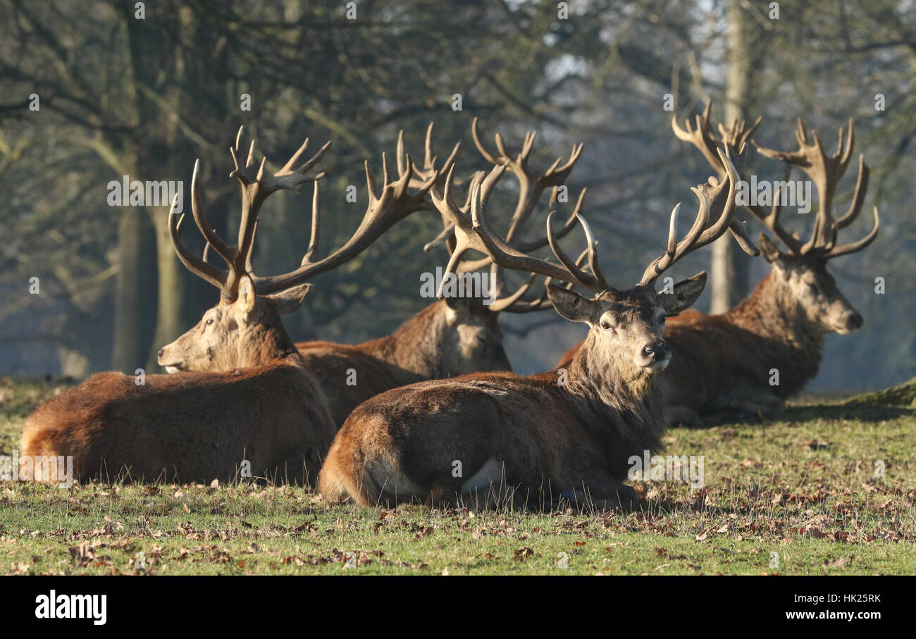 Eine Gruppe der Rothirsch (Cervus Elaphus) im Ruhezustand. Stockfoto