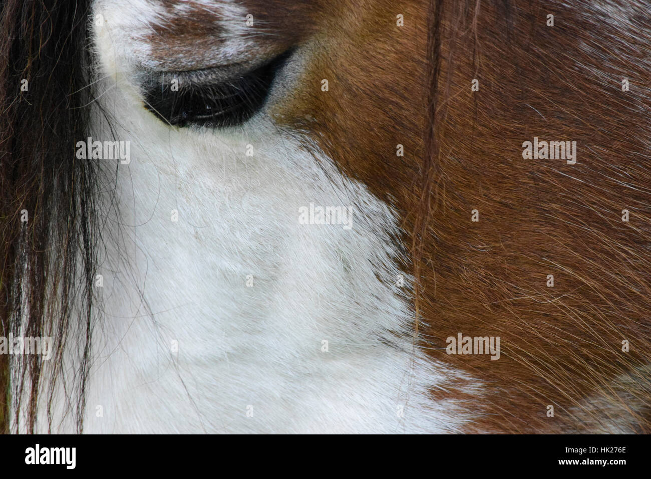 Nahaufnahme Foto von einem Clydesdale-Pferdekopf Stockfoto