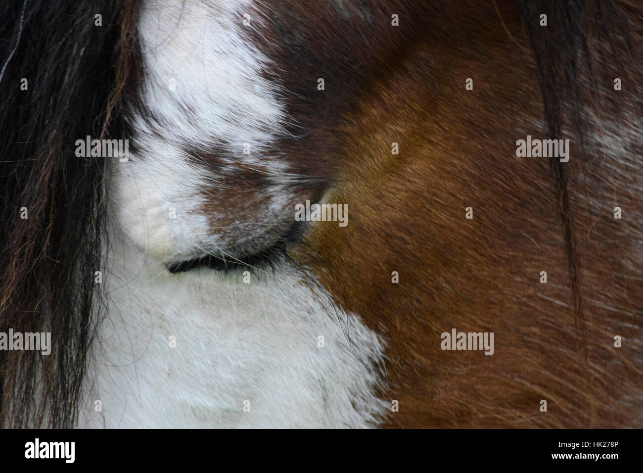 Nahaufnahme Foto von einem Clydesdale-Pferdekopf Stockfoto