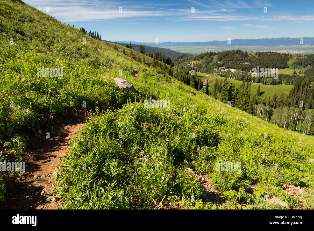 Das Bannock Trail schneiden durch eine Wiese auf dem Weg zum Grand Targhee Ski Resort. Caribou Targhee National Forest, Wyoming Stockfoto