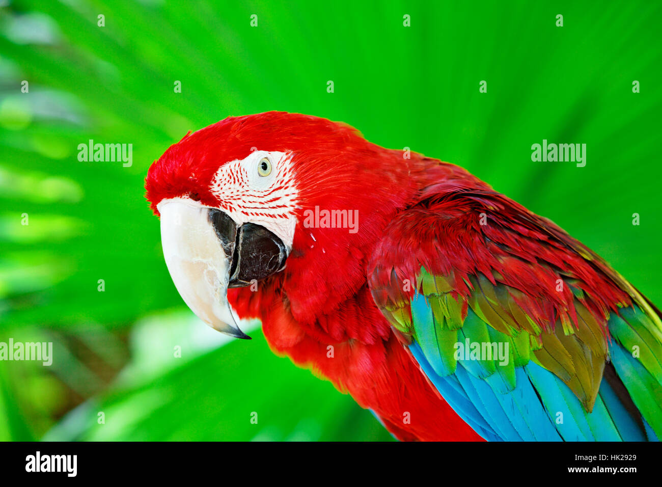 Portrat Von Roter Ara Papagei Gegen Dschungel Papagei Kopf Auf Grunem Hintergrund Natur Tierwelt Und Tropischer Regenwald Vogel Stockfotografie Alamy