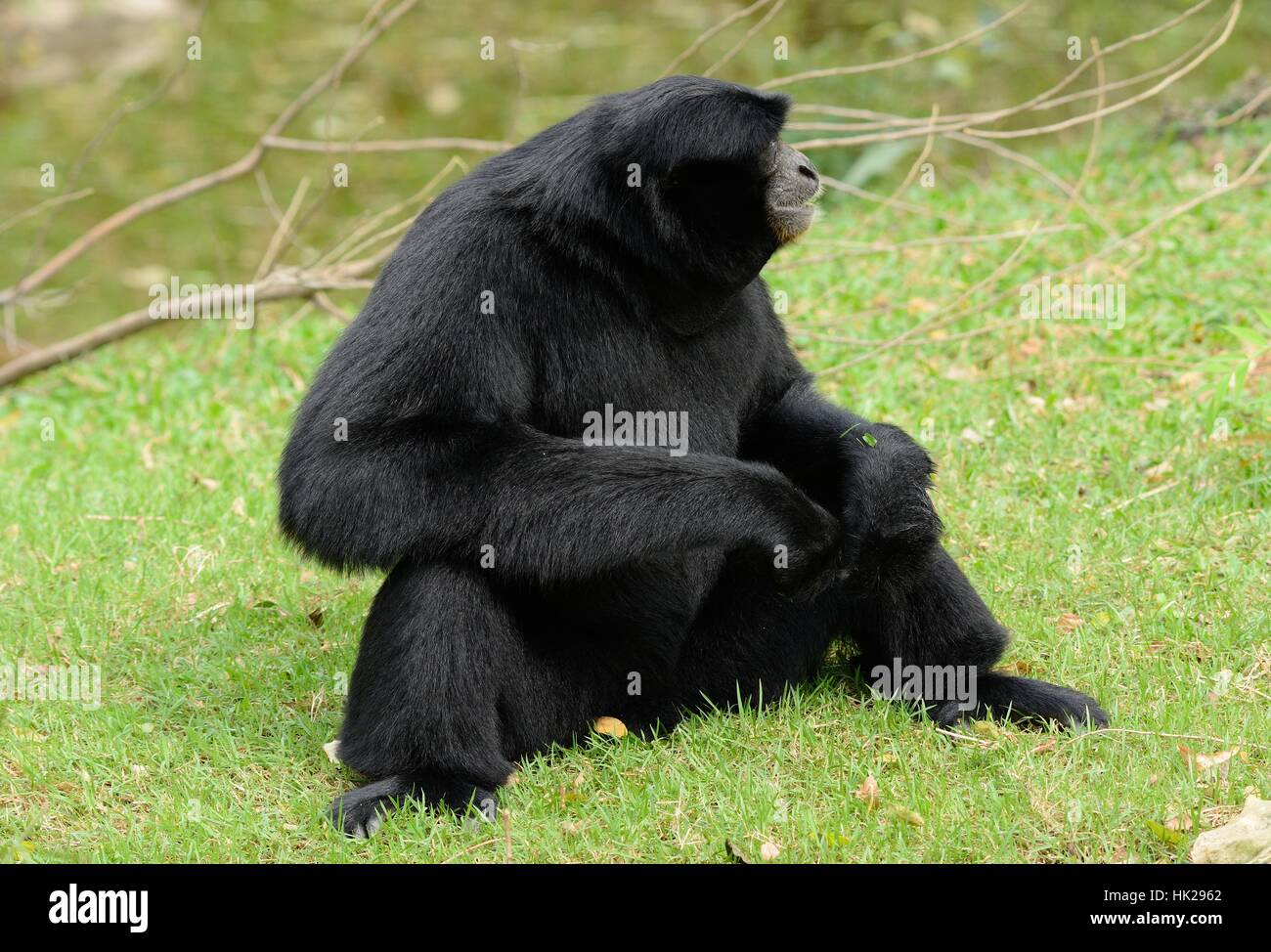 schöne Siamang (Symphalangus Syndactylus) sitzen am Boden Stockfoto