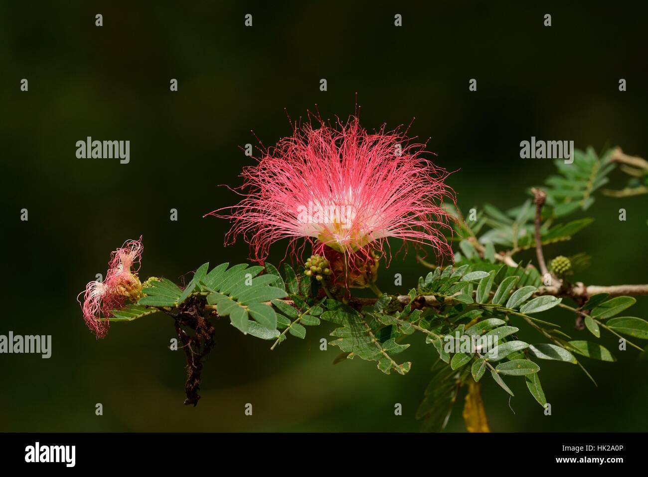 Raintree Blume (Unternehmen Saman (Jacg.) GESEG. ) im Thai Flower Garden Stockfoto