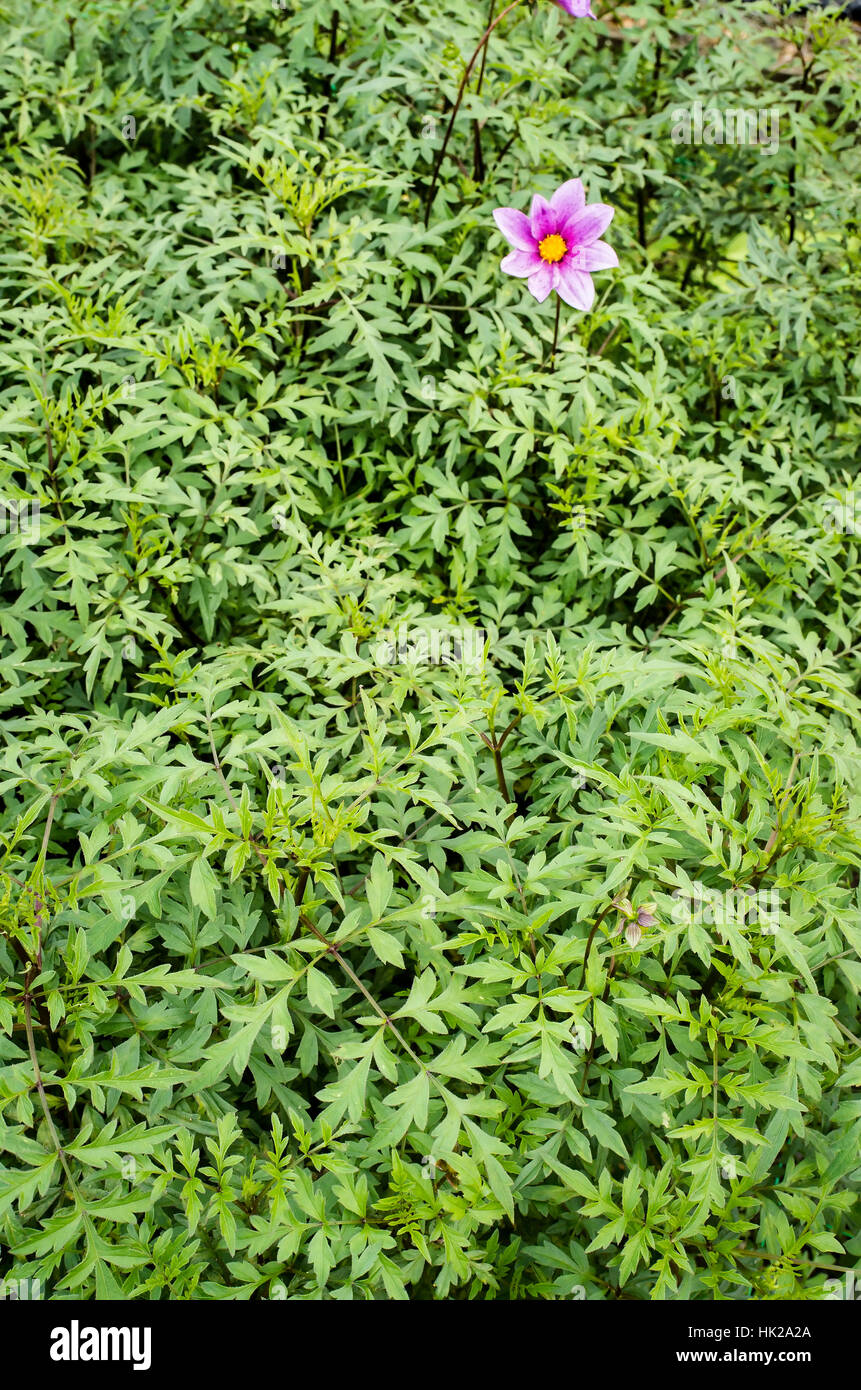 Dahlie Woodridge Laub und Blüte im September im Vereinigten Königreich, die die Wirksamkeit von seiner Verwendung für Boden-Deckel Stockfoto