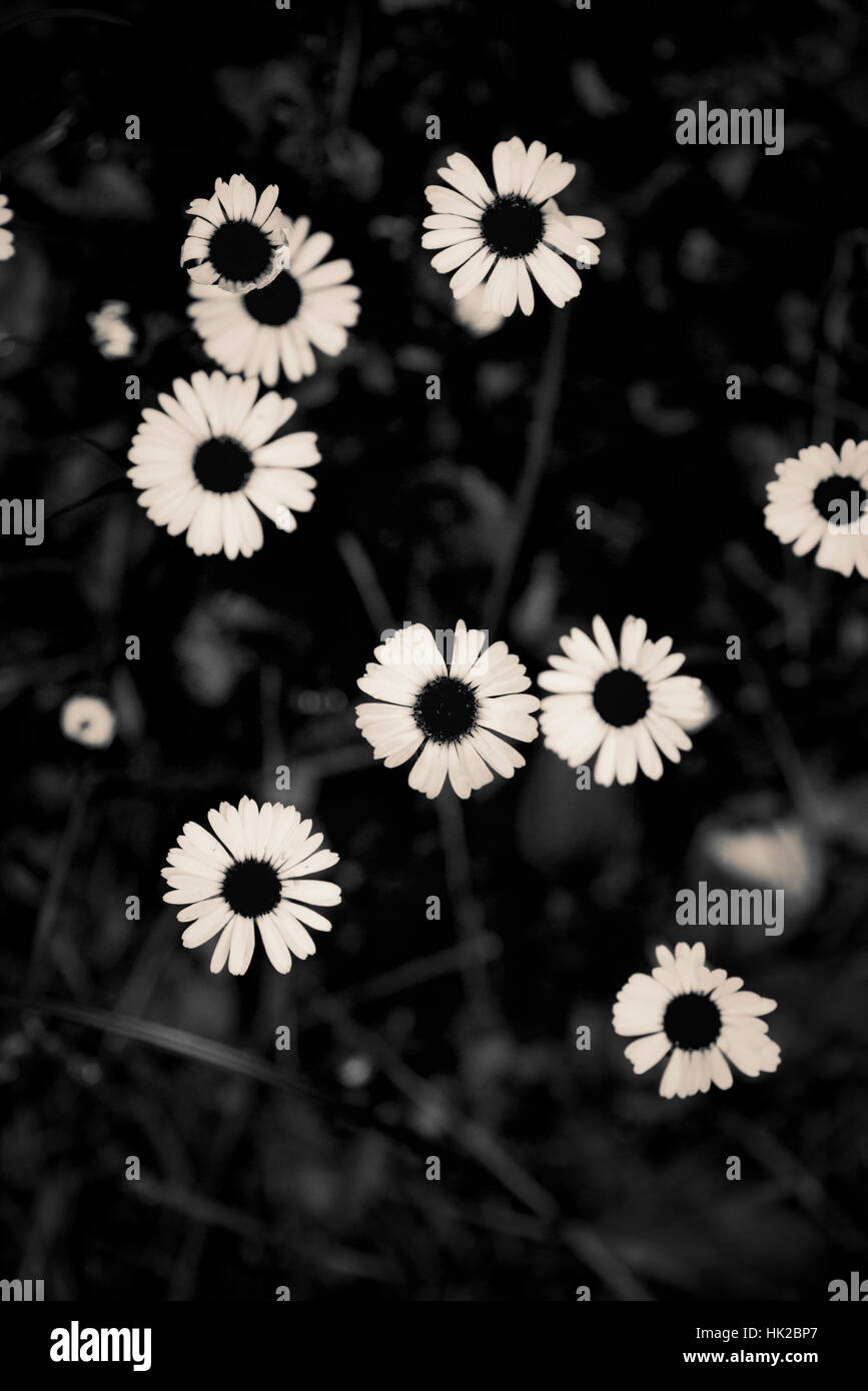 Draufsicht der Gartenblumen. Schwarz / weiß-Natur-Detail. Stockfoto