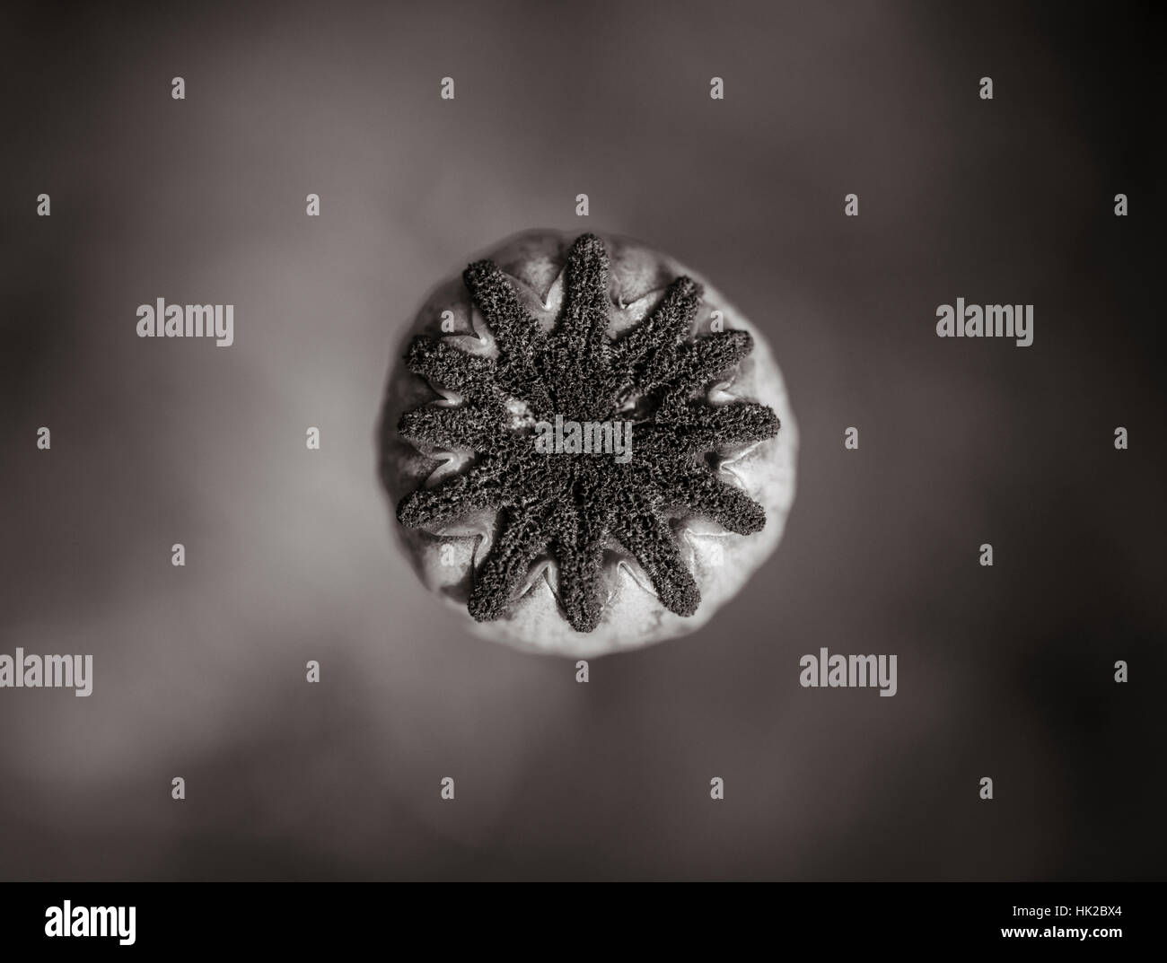 Mohn Blume im Garten in der Nähe aufgewachsen. Schwarz / weiß-Natur-Detail. Stockfoto