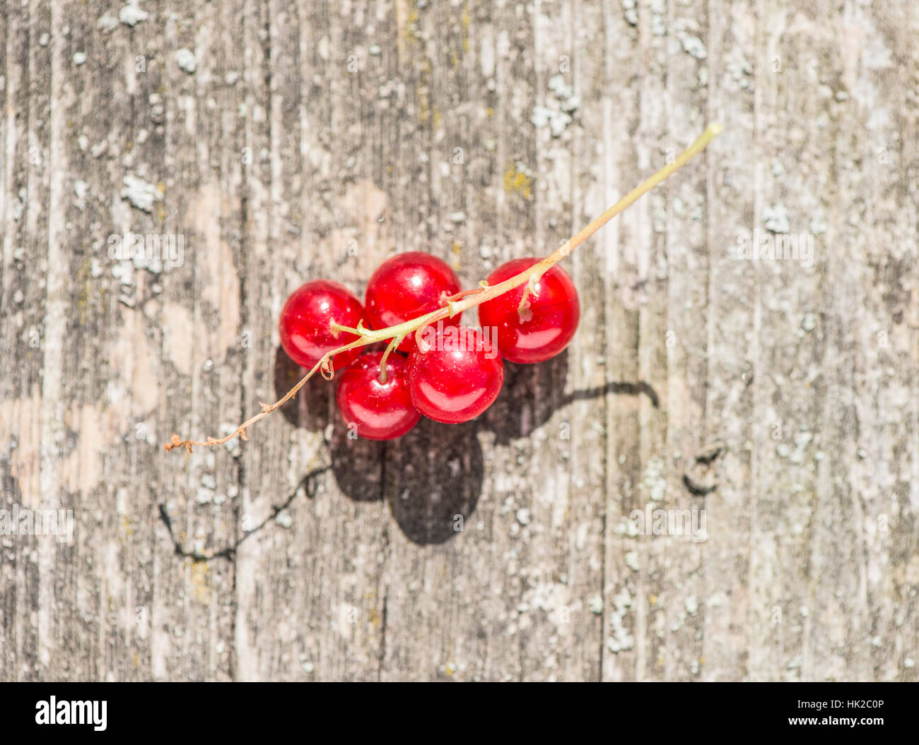 Rote Johannisbeeren in Großaufnahme auf Holztisch. Frische rote Beeren im Sonnenlicht. Stockfoto