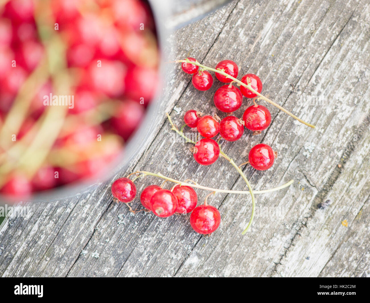 Frisch geerntete rote Johannisbeere Beeren in Großaufnahme auf Gartentisch. Sommer-Lifestyle-Szene ohne Menschen. Stockfoto