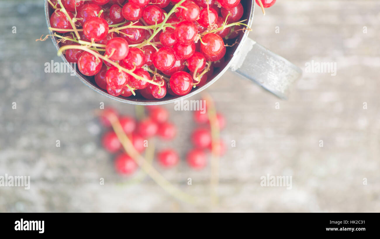 Frisch geerntete rote Johannisbeere Beeren im Eimer. Garten Ernte Detail mit Exemplar. Stockfoto