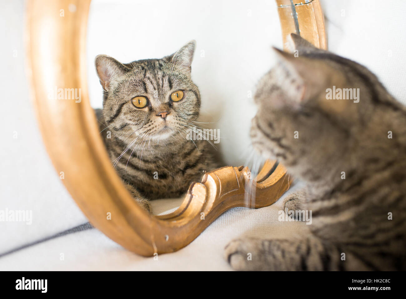 Katze, die sich selbst im Spiegel zu betrachten. Niedliche Haustier, das sein eigenes Aussehen zu bewundern. Stockfoto