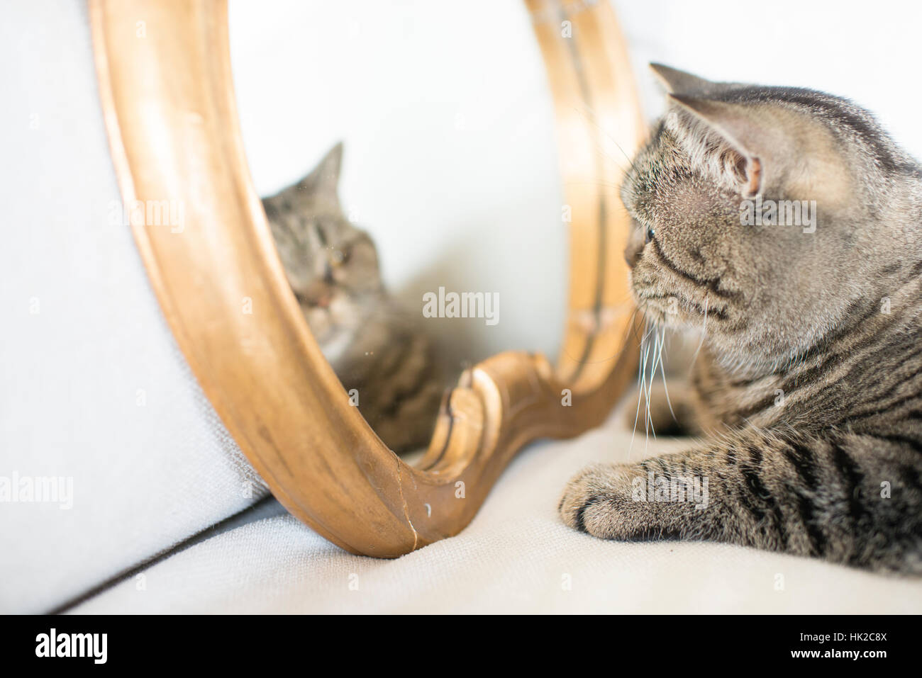 Katze, die sich selbst im Spiegel zu betrachten. Spielerische Miol, der sein eigenes Aussehen zu bewundern. Stockfoto