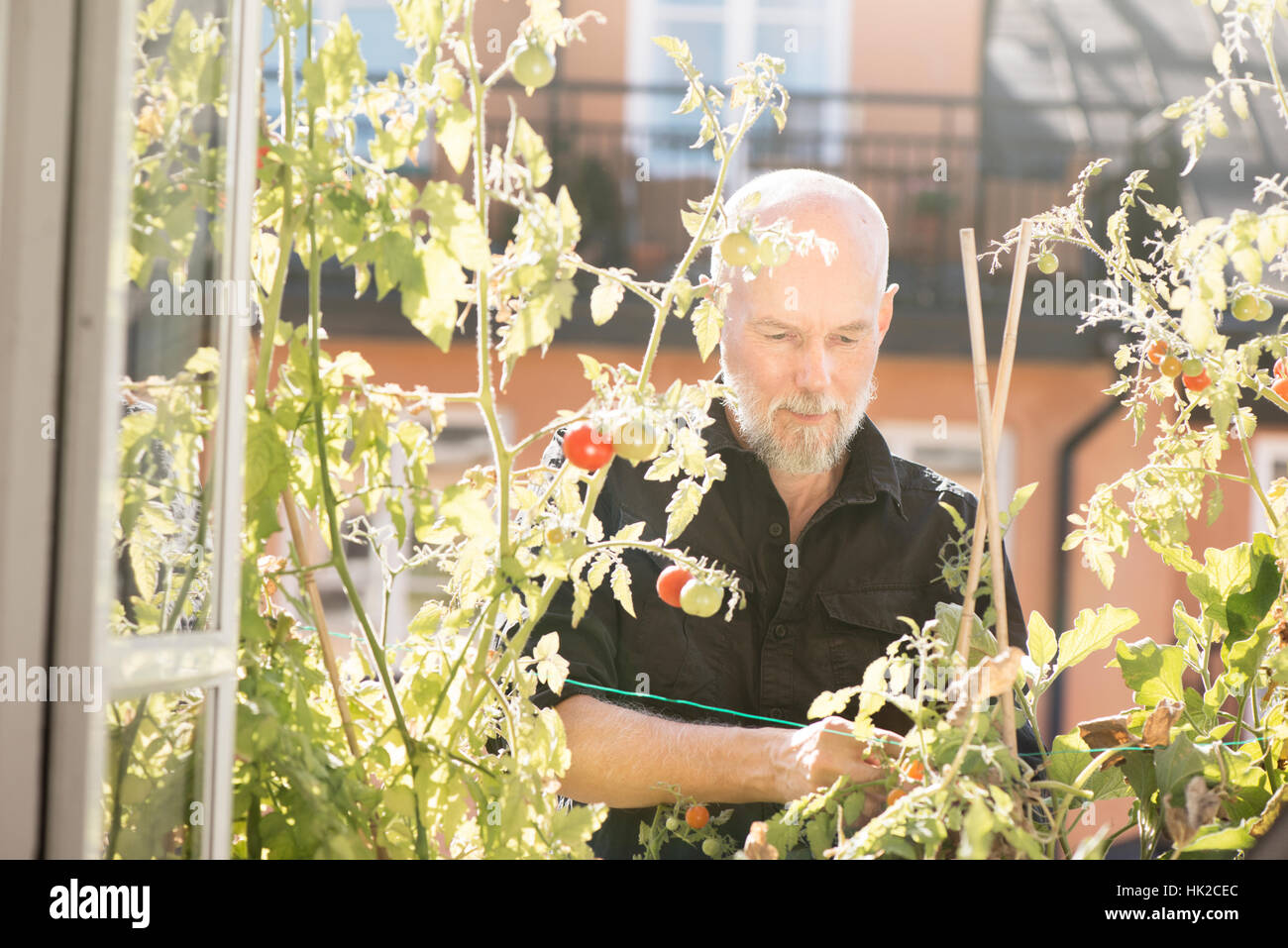 Greis, Gartenarbeit, Pflege von Pflanzen und Gemüse auf Balkon. Konzept der grünen Lebensstil und Stadtgarten. Stockfoto