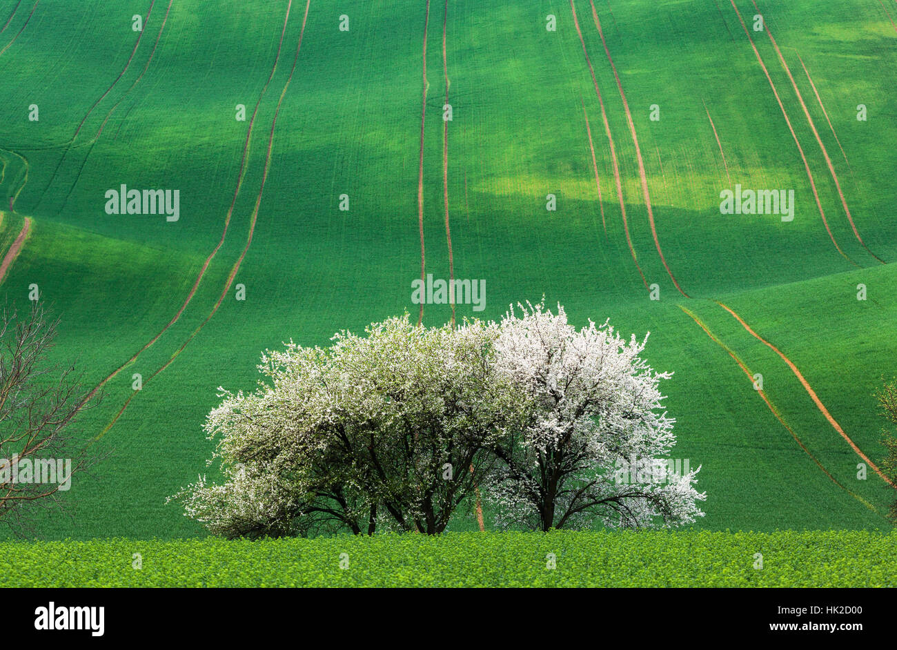 Blühende Bäume gegen grüne Felder im Frühling in Süd-Mähren, Tschechische Republik. Bunte Landschaft mit Feldern mit grünen Rasen Stockfoto