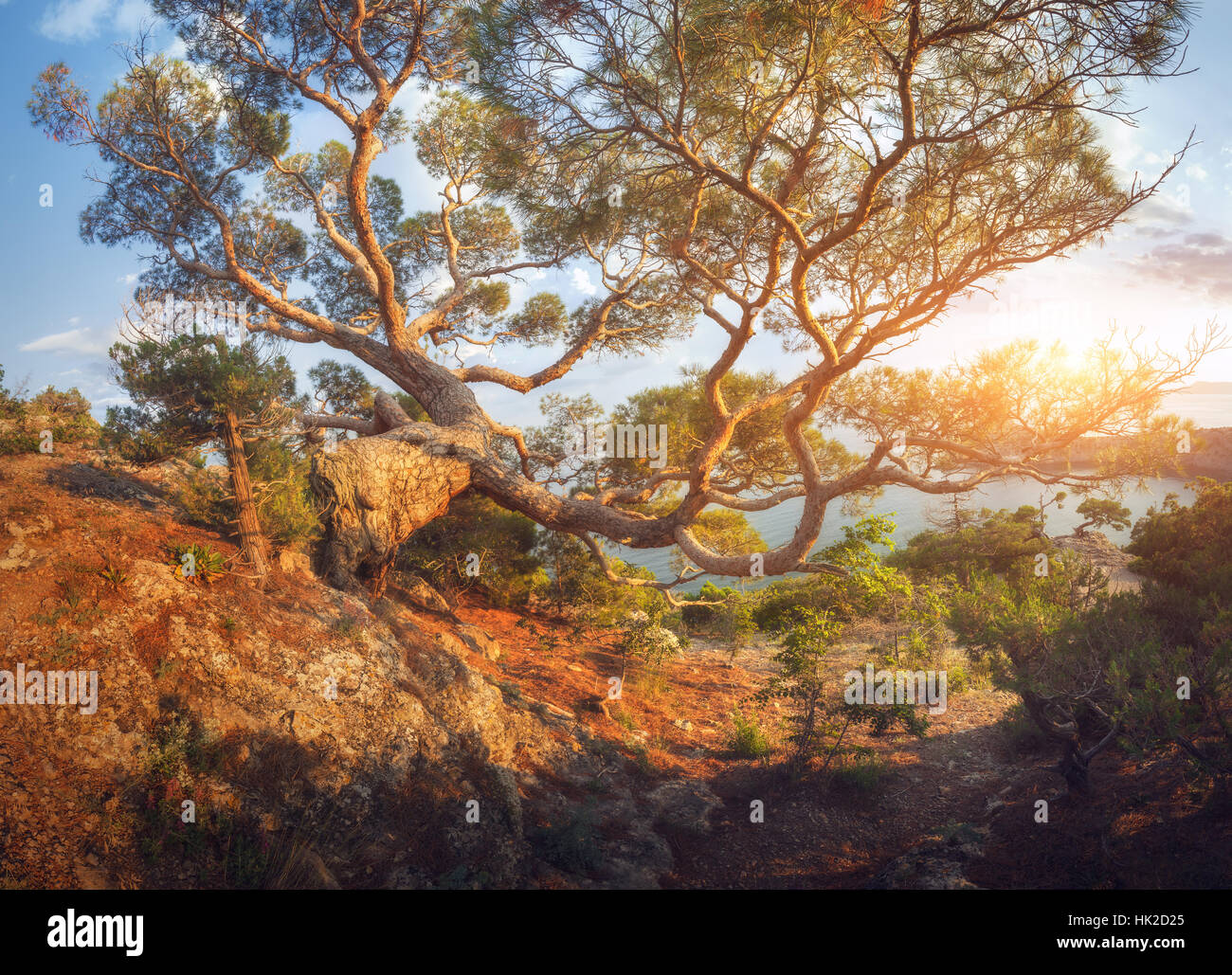 Großen alten Baum in Bergen bei Sonnenaufgang. Bunte Panorama-Landschaft mit Baum, Bergwald, Trail, Steinen und sonnigen Himmel. Stockfoto