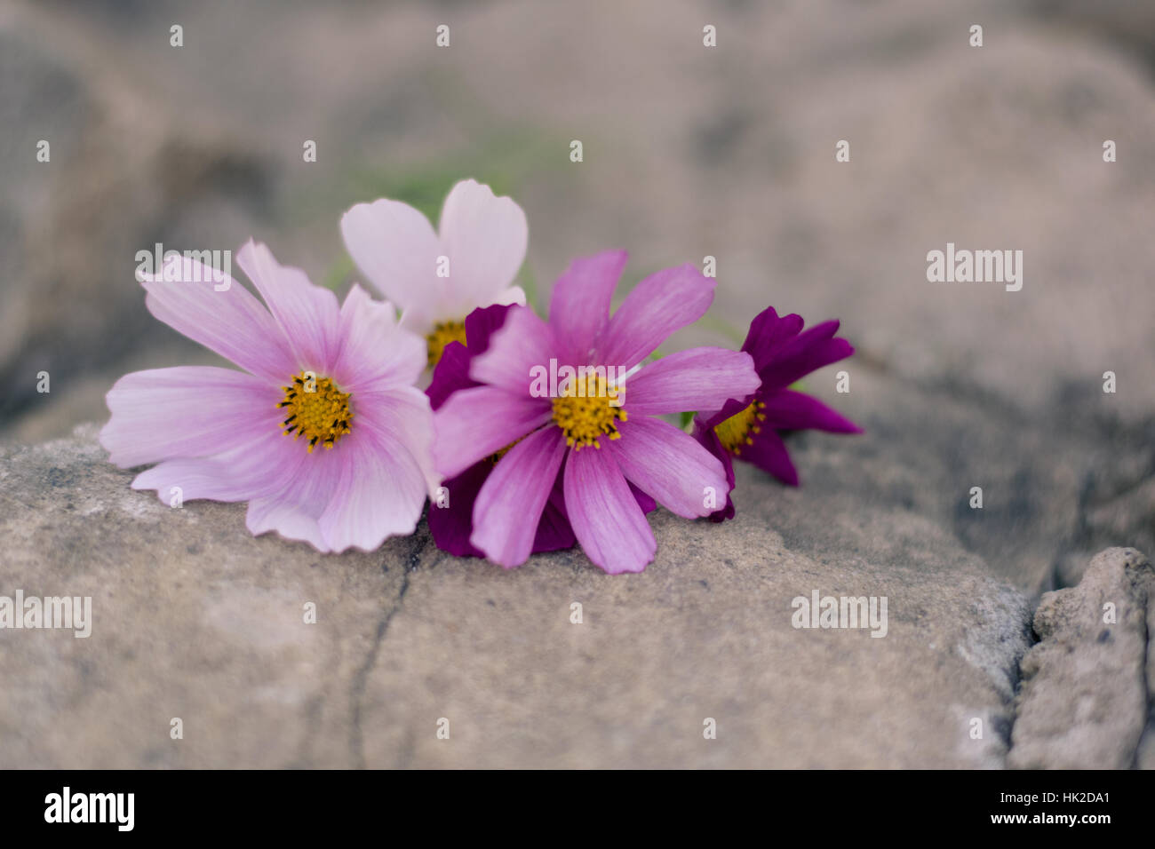 Rosa und weißen Wildblumen closeup Stockfoto