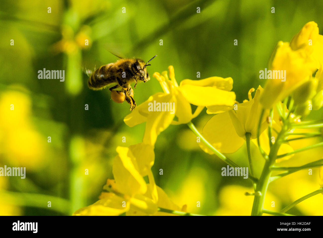 Ein Krainer Biene (Apis mellifera carnica) ist das Sammeln von Nektar an einem gelben Raps Blüte, über ihm Fliegen Stockfoto