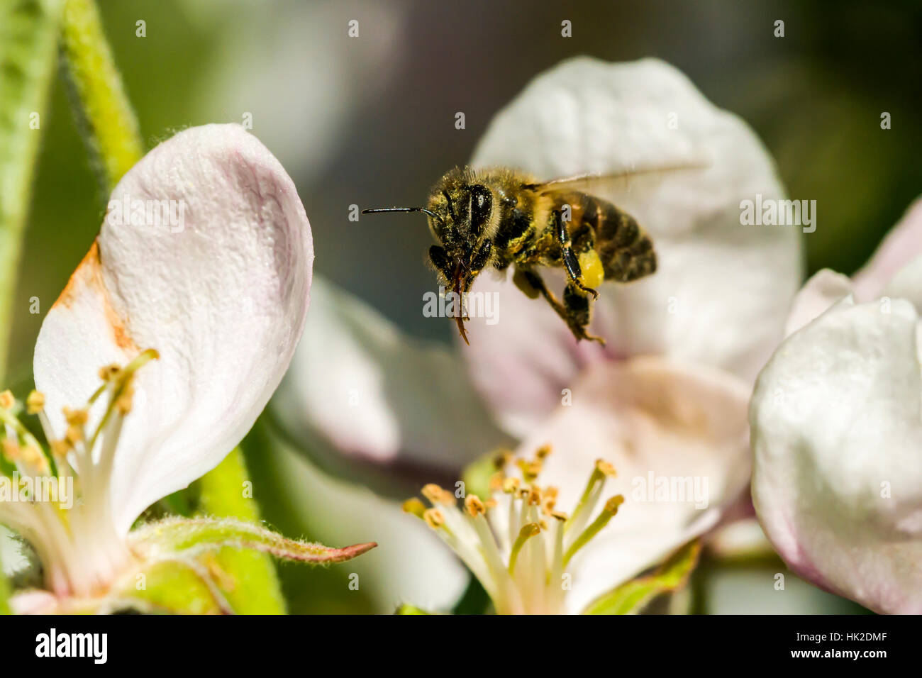 Fliegendes Insekt Mit Stachel Stockfotos und -bilder Kaufen - Alamy