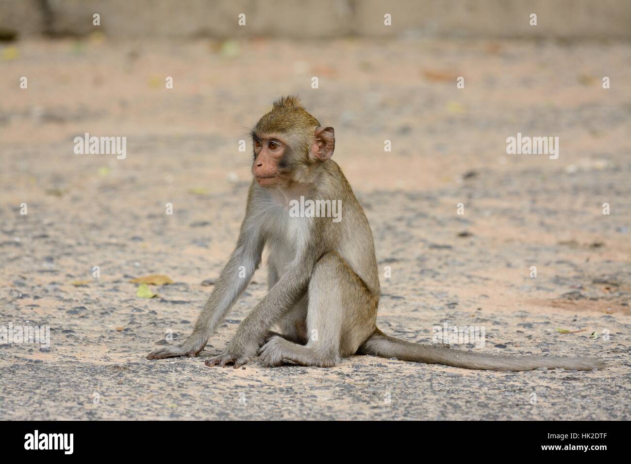 schöne lange tailed Macaque (Macaca Fascicularis) auf Rock hill Stockfoto