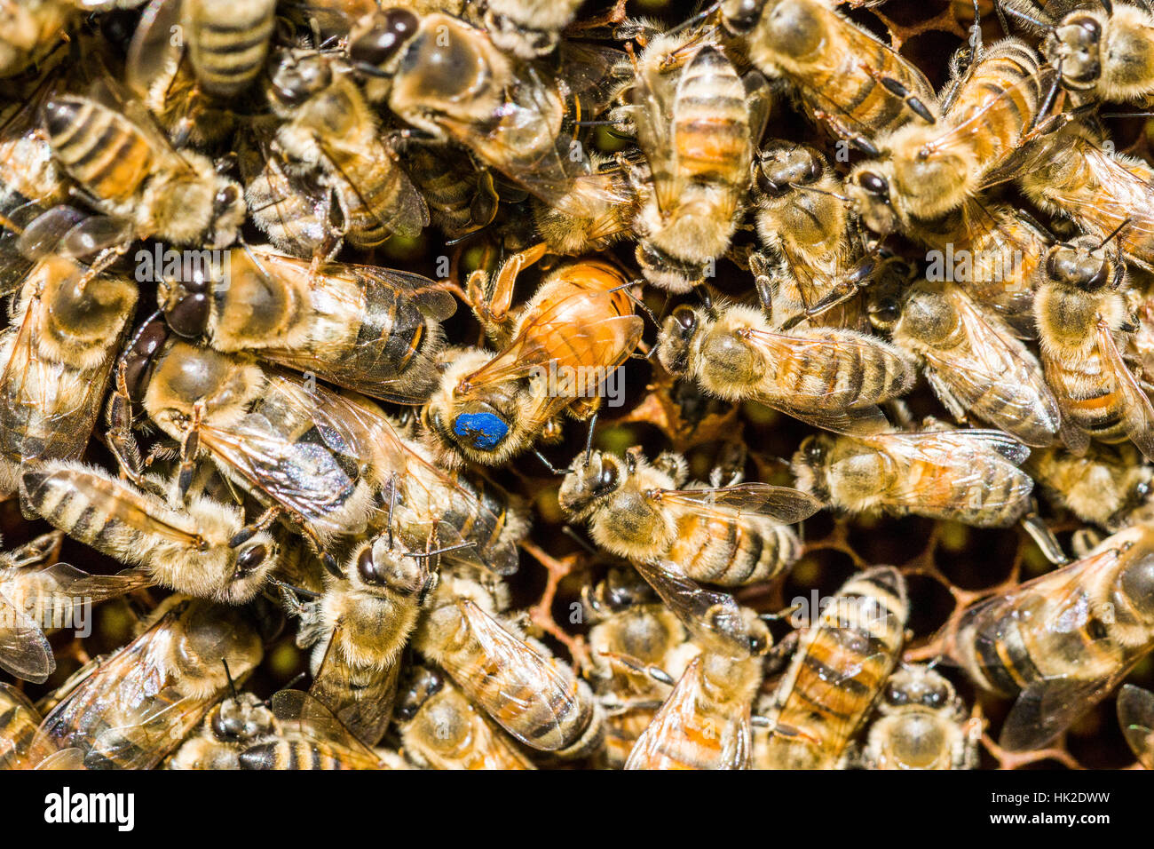 Die blau markierten Königin der Kolonie ein Krainer Biene (Apis mellifera carnica) ist das Einfügen eines Ei Stockfoto