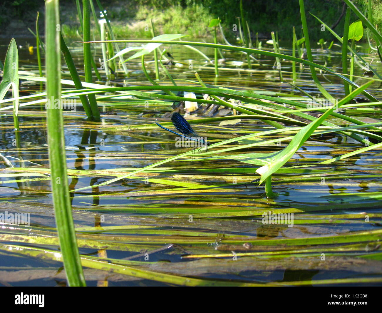 blau, Augen, Flügel, Libelle, Oberfläche, Insekt, dunkel, Wasser, blau, Makro, Stockfoto