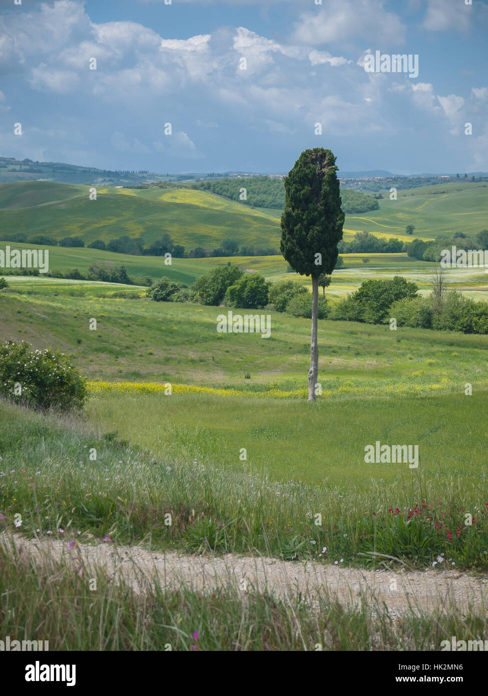 Baum, Bäume, Toskana, Anblick, Ansicht, Outlook, Perspektive, Aussicht, Panorama, Stockfoto