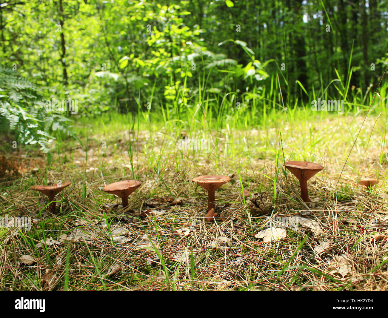 ungenießbare Pilze Fliegenpilz wächst in der Zeile im Wald Stockfoto