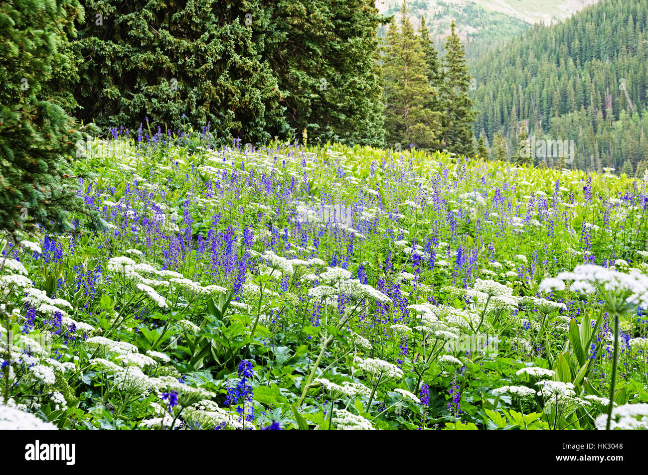 Colorado San Juan Mountains Wildblumenwiese Stockfoto