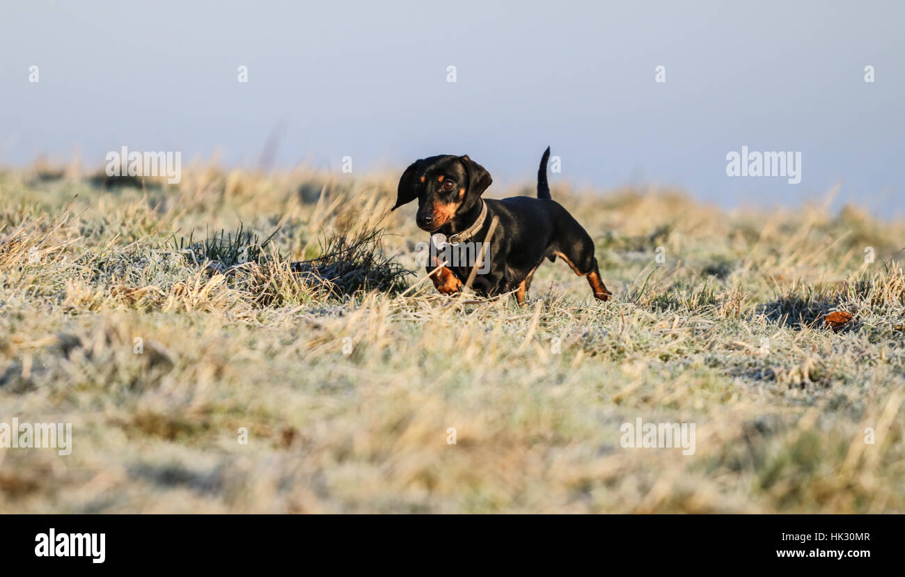 Zwergdackel spielen im frost Stockfoto