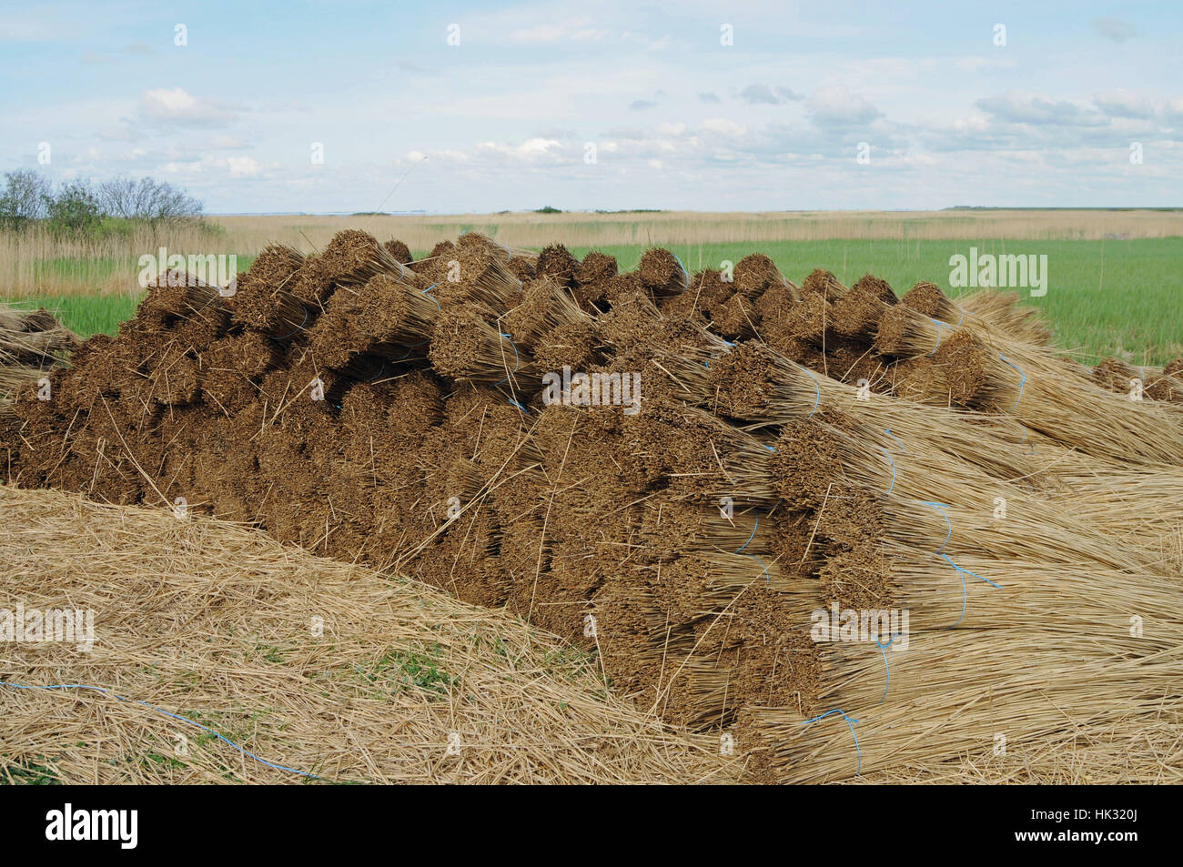 Sylt, Reed, Hügel, Pflanze, Tackle, Feld, Naturschutz, Europa, Stockfoto