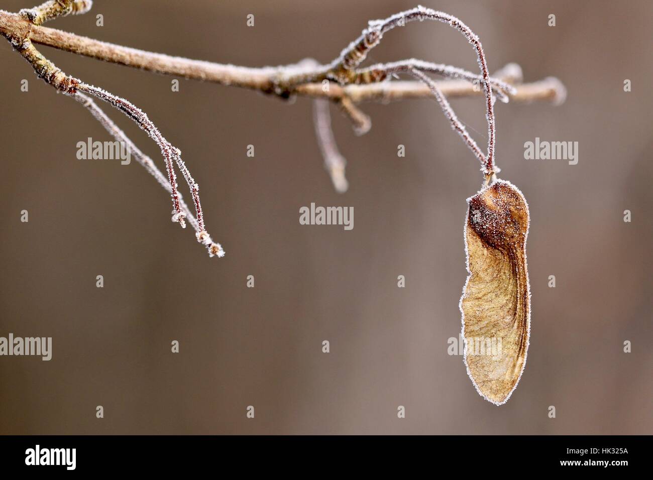 Eisige einsame Sycamore Samen hängen an einem Zweig Schuss Makro im Winter in Shepperton U.K Stockfoto