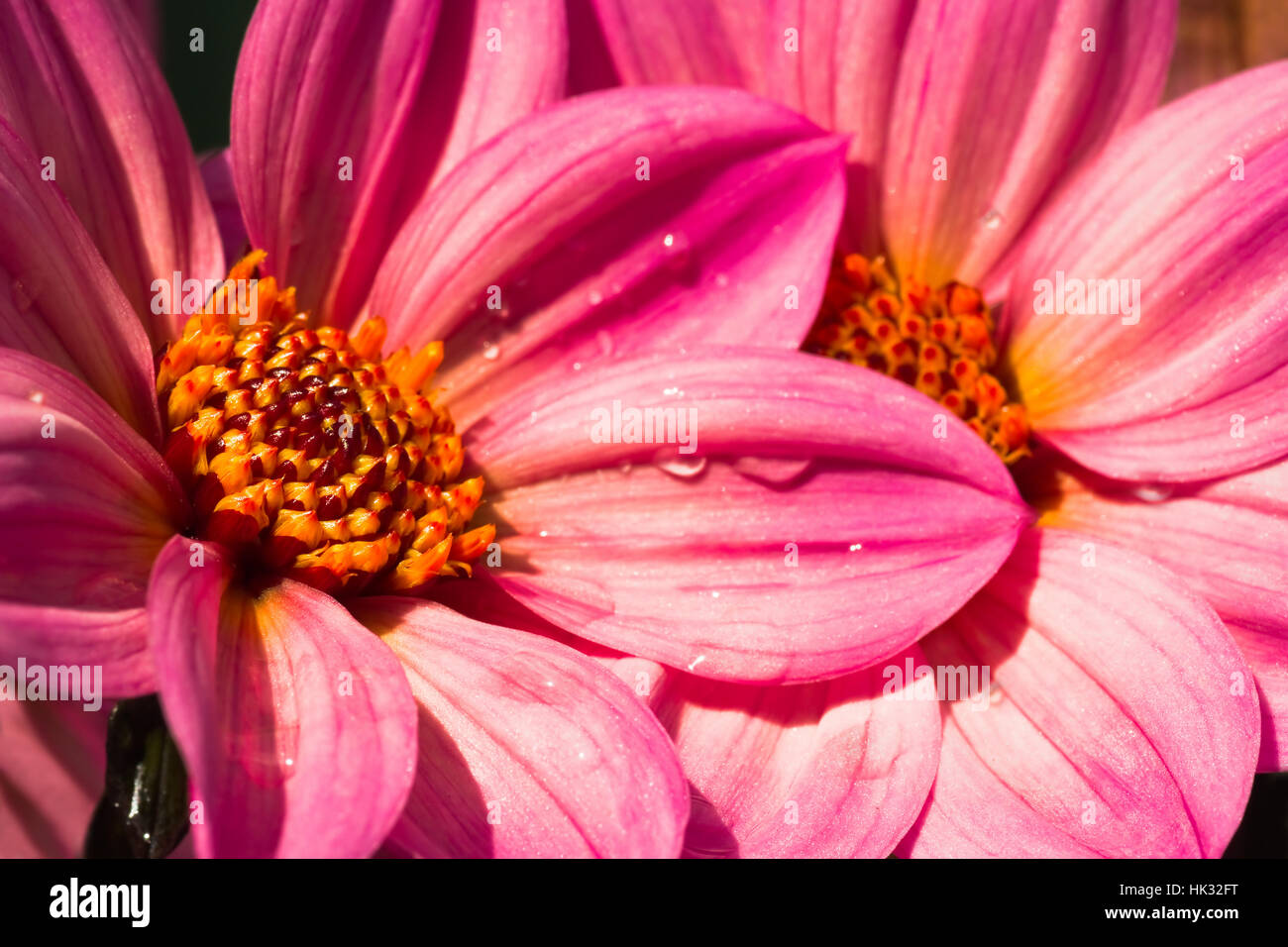 Makro, Nahaufnahme, Makro-Aufnahme, Nahaufnahme Blick, Blume, Pflanze, Blumen, Stockfoto