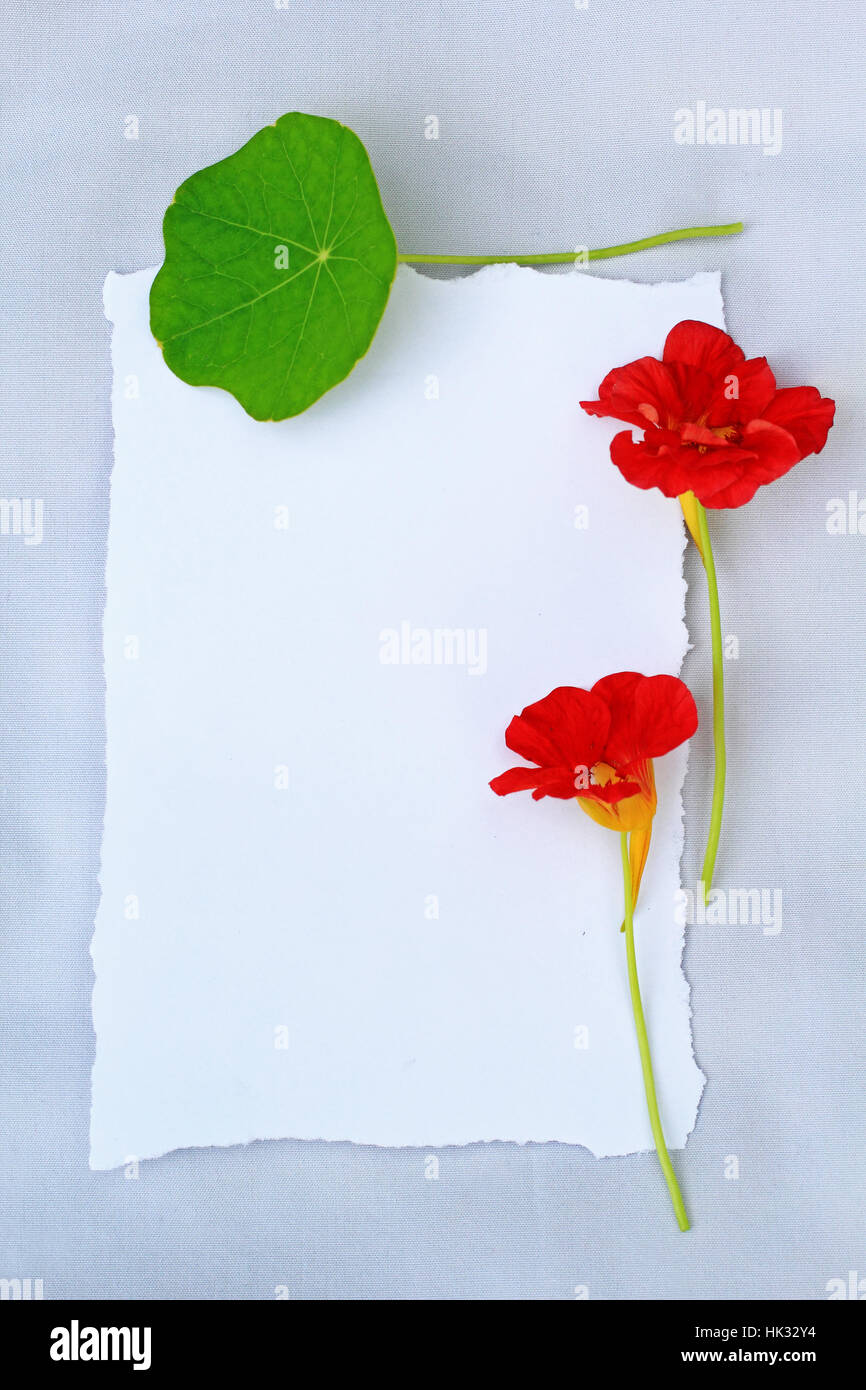 Sommer Blumen Hintergrund mit roten Kapuzinerkresse und weißen zerrissenes Papier mit Textfreiraum. Stockfoto