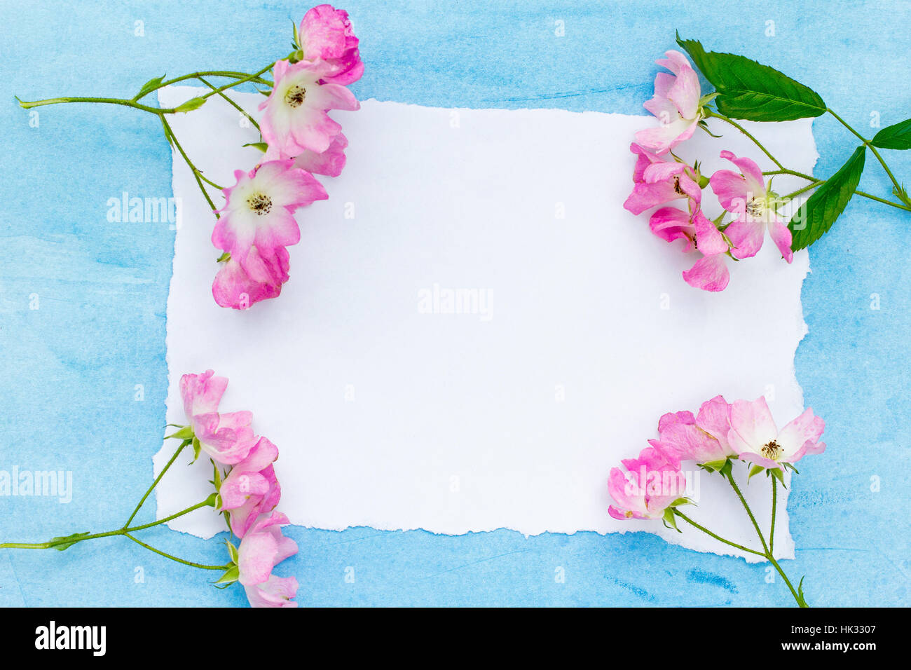 Schöne rosa Ballerina Rosen auf blauem gemalten Hintergrund und White Paper. Stockfoto