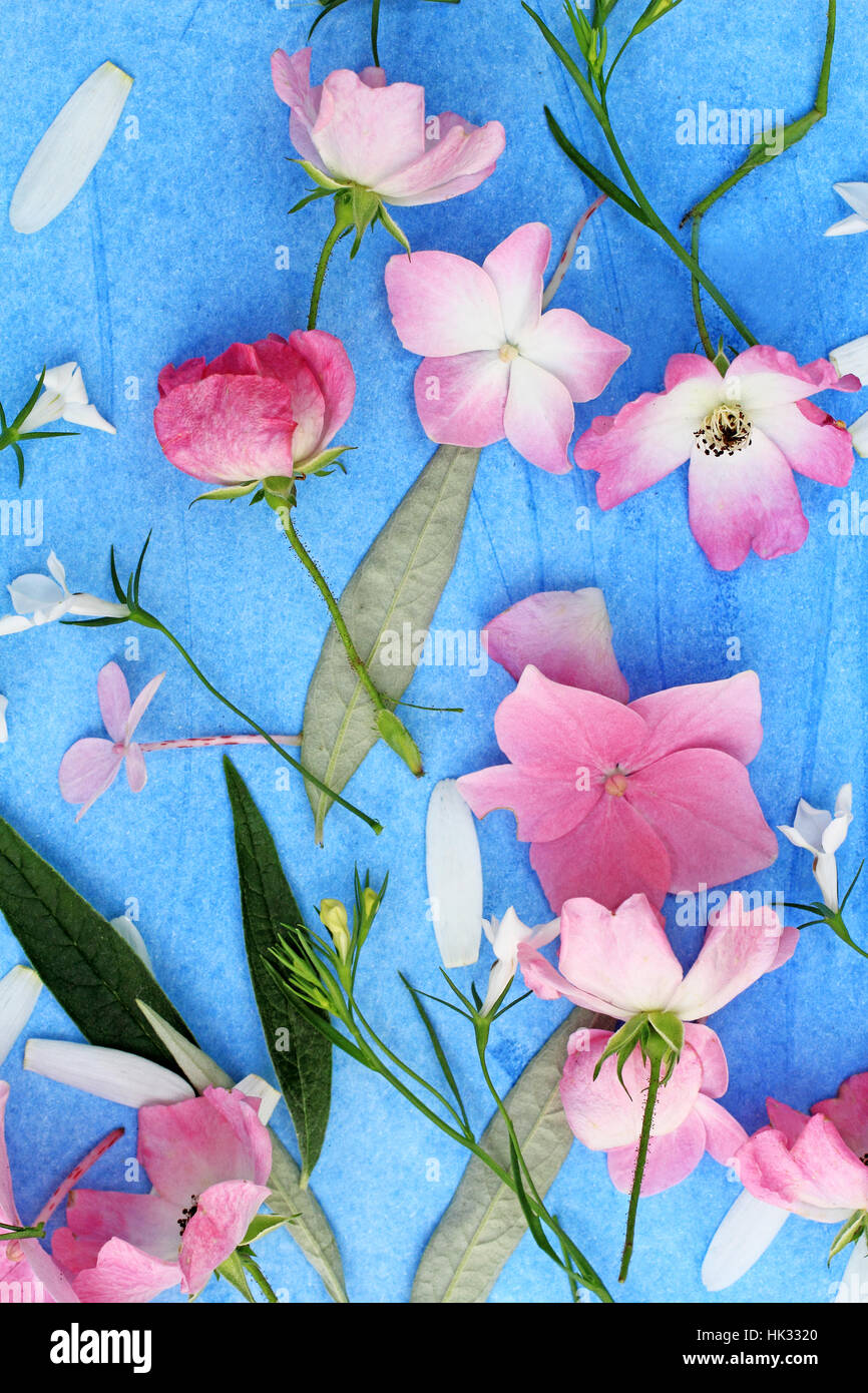 Schöne Blumenkarte mit rosa Rosen und Hortensia auf blauem Hintergrund Stockfoto