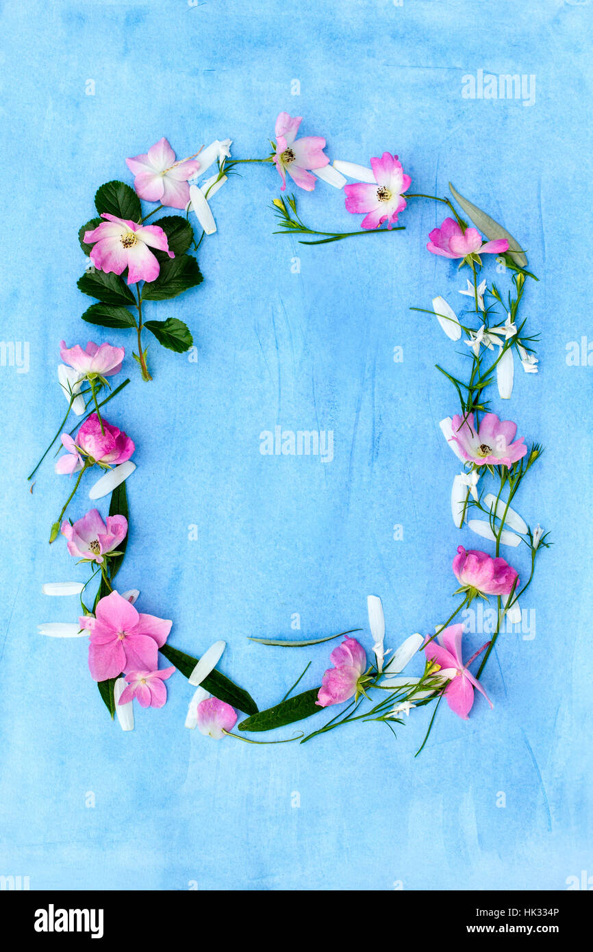 Beautiful Federkern Blumen auf blauem Hintergrund Stockfoto