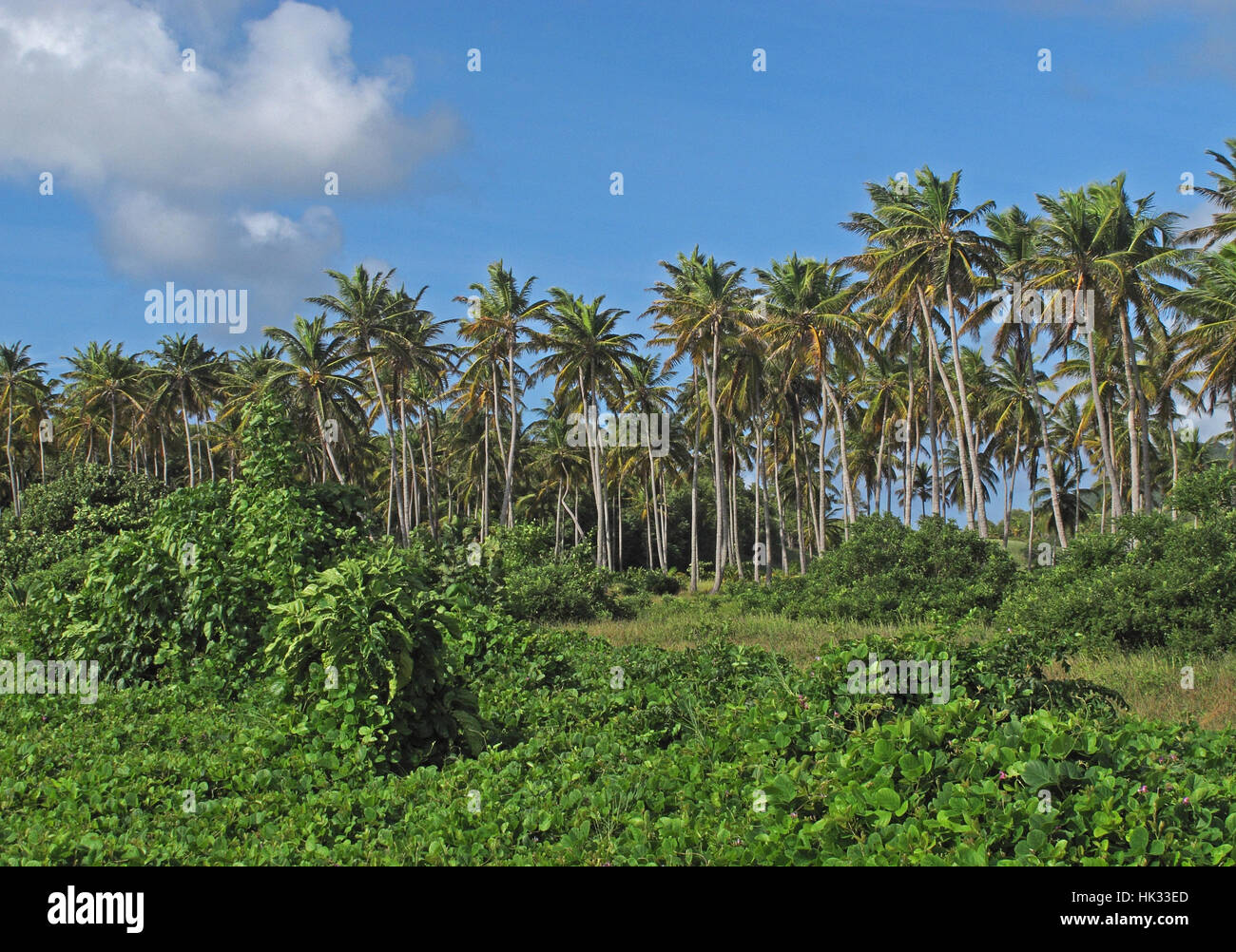 kleine Kokosnuss (Cocos Nucifera) Palmenhain im Südosten der Insel St. Lucia, kleine Antillen Dezember Stockfoto