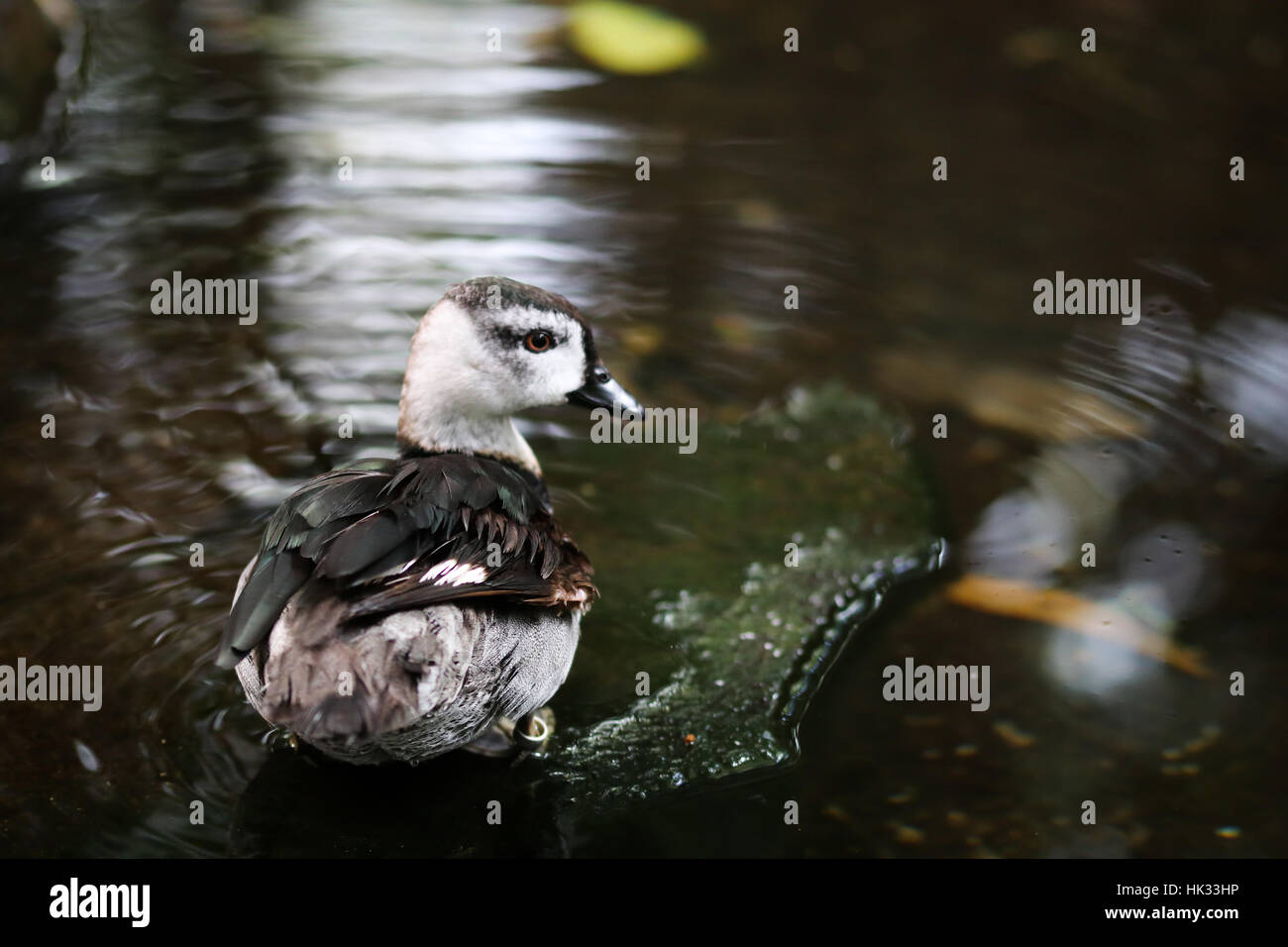 Ente auf dem Fluss im winter Stockfoto