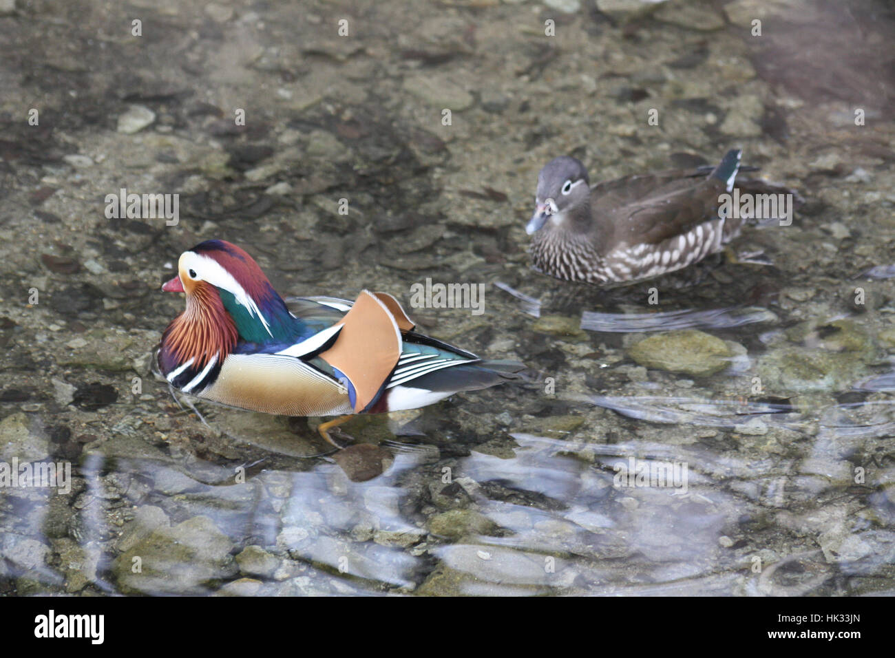 Mandarin-Enten Stockfoto
