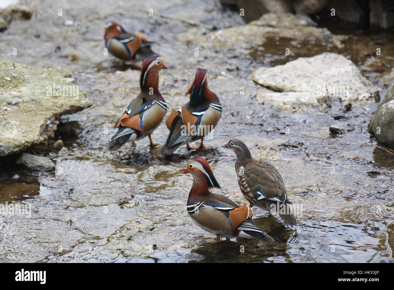 Mandarin-Enten Stockfoto
